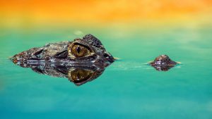 L'oeil d'un crocodile dépasse de l'eau