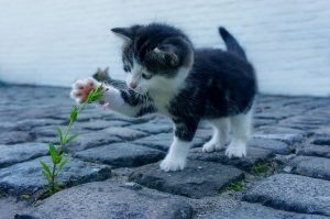 Photographie d'un chaton jouant avec une fleur